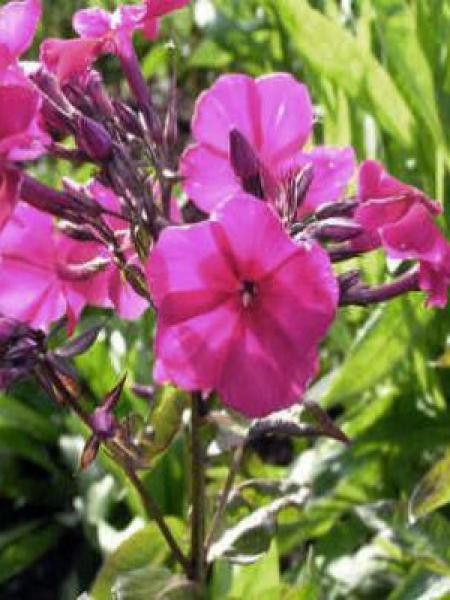 Phlox paniculé 'Newbird'