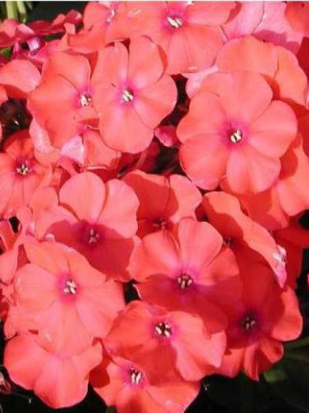 Phlox paniculé 'Orange Perfection'
