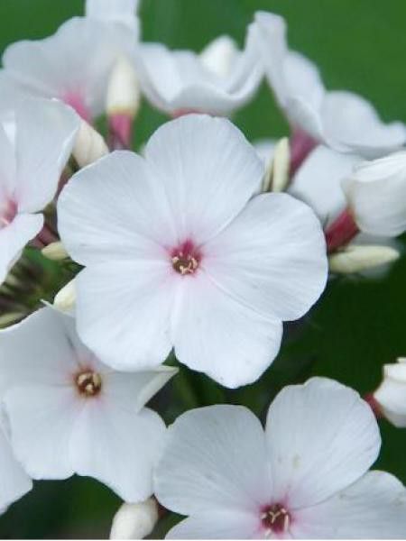 Phlox paniculé 'Popeye'