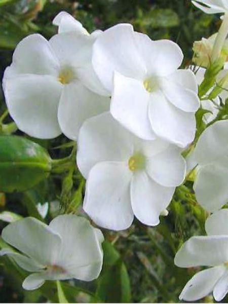 Phlox paniculé 'Rembrandt'