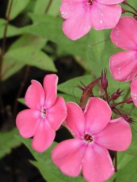 Phlox paniculé 'Rijnstroom'