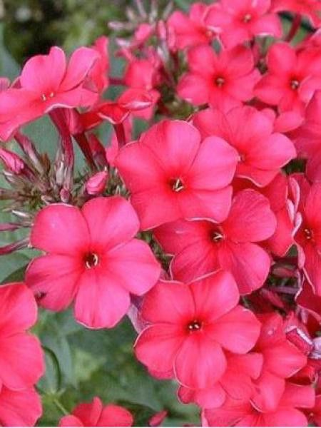 Phlox paniculé 'Septemberglut'