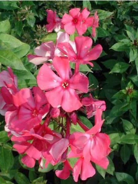 Phlox paniculé 'Tenor'