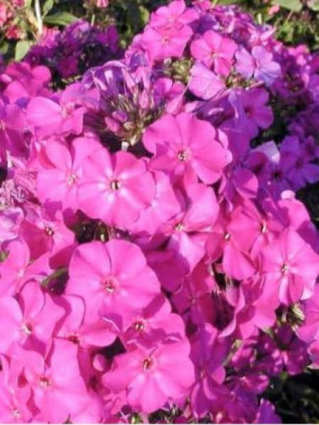 Phlox paniculé 'The King'