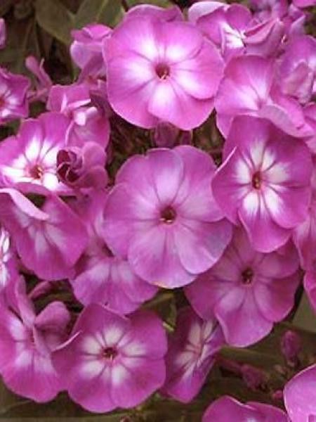 Phlox paniculé 'Uspech'
