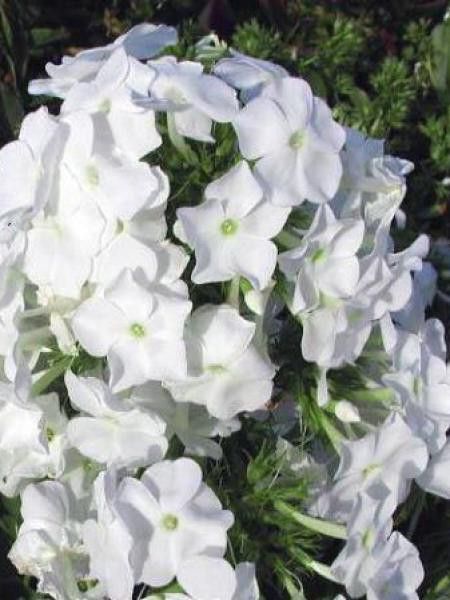 Phlox paniculé 'White Admiral'