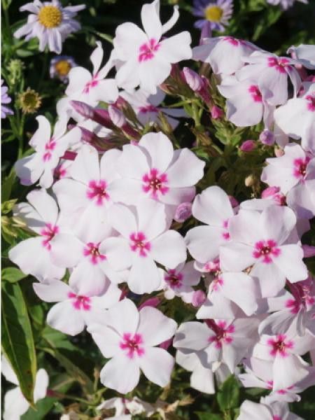Phlox paniculé 'White Eye Flame'