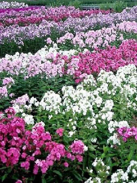 Phlox paniculé