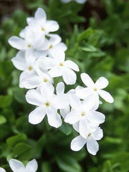 Phlox rampant 'Alba'