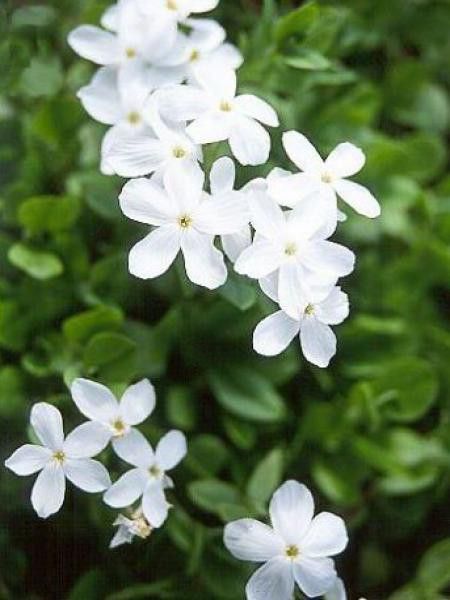 Phlox rampant 'Ariane'
