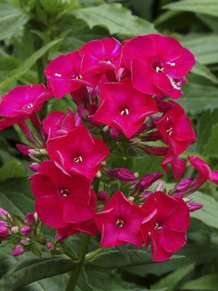 Phlox 'Red Flame'