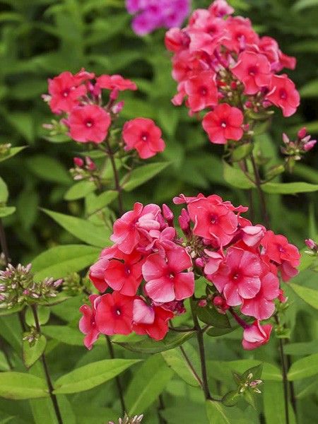 Phlox 'Tequila Sunrise'