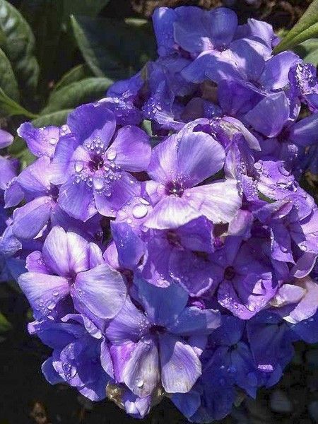 Phlox 'Violet Flame'