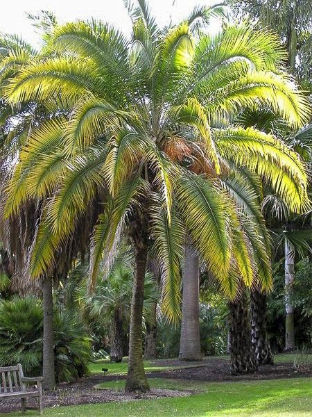 Phoenix rupicola des Indes