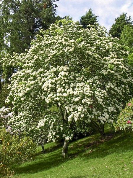Photinia beauverdiana notabilis