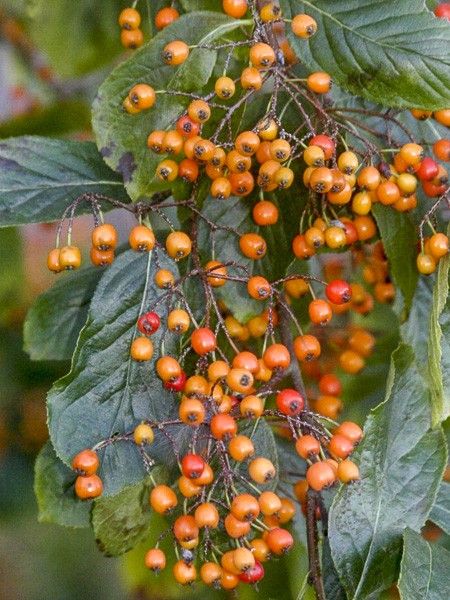 euonymus fortunei harlequin plant Buy Euonymus Fort. Harlequin Online main image 1