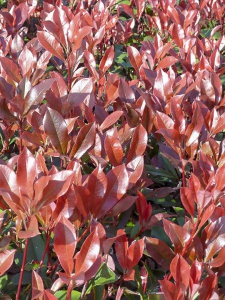 Photinia 'Dynamo Red'