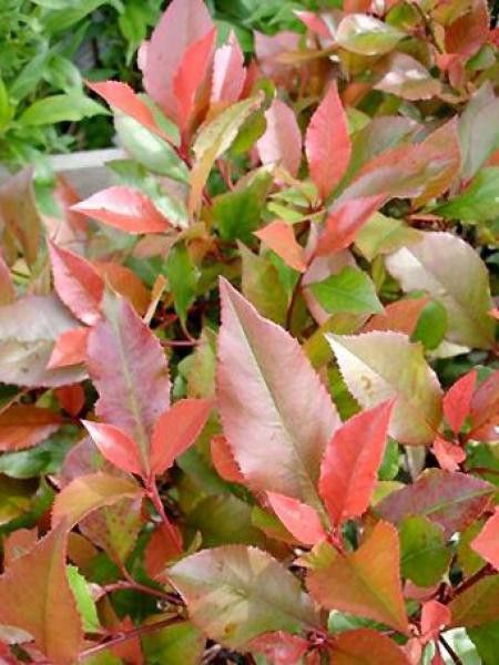 Photinia fraseri 'Little Red Robin'