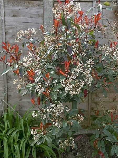 Photinia 'Magical Volcano' - Photinia x fraseri 'Magical Volcano' - Le  Jardin du Pic Vert