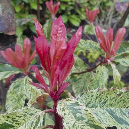 Photinia 'Pink Crispy' - Photinia serratifolia 'Pink Crispy' - Le Jardin du  Pic Vert