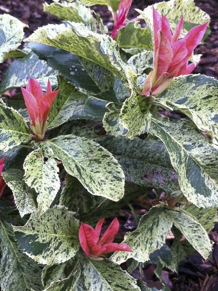 Photinia 'Pink Crispy'