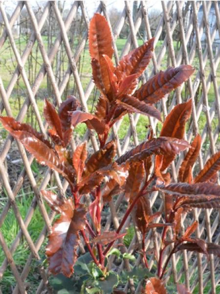 Photinia serratifolia 'Crunchy® 'rev100''