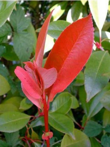 Photinia x fraseri 'Red Robin'
