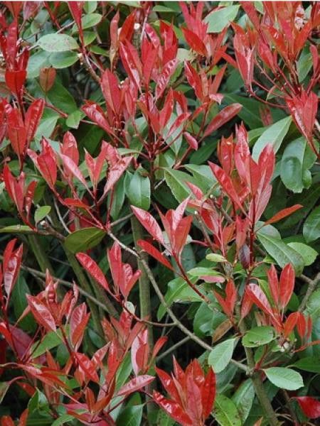 Photinia x fraseri 'Red Select'