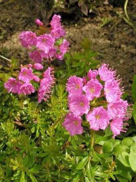 Phylliopsis hillieri 'Pinocchio'®