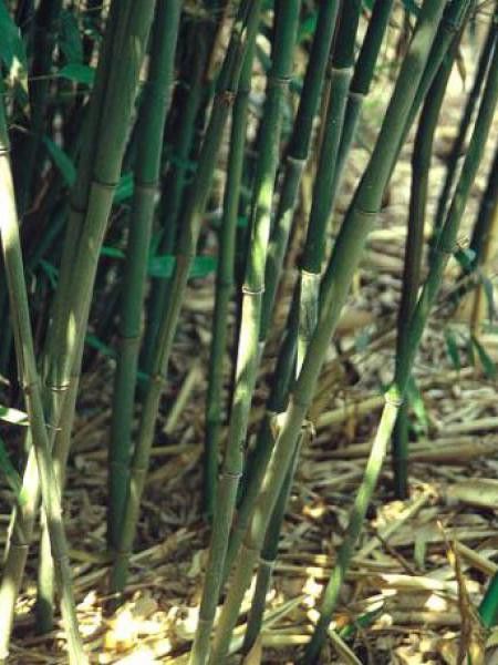 Phyllostachys bissetii