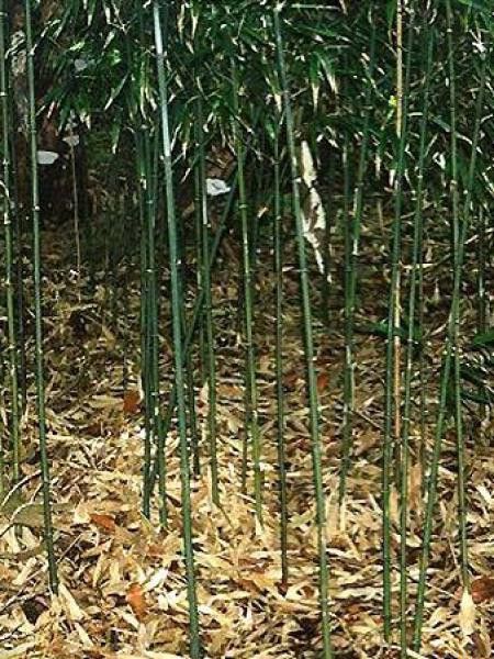 Phyllostachys humilis