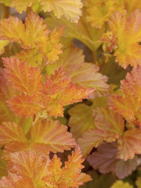 Physocarpe à feuilles d'Obier 'Amber Jubilee'