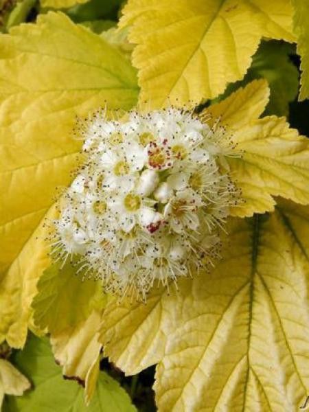 Physocarpe à feuilles d'Obier 'Angel Gold'®