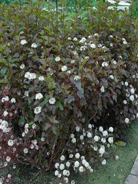Physocarpe à feuilles d'Obier 'Diabolo'