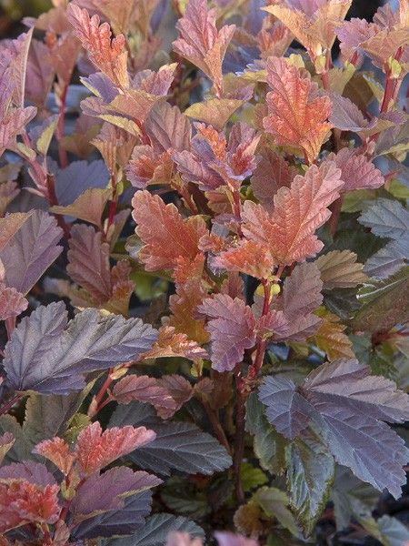 Physocarpe à feuilles d'Obier 'Little Angel'