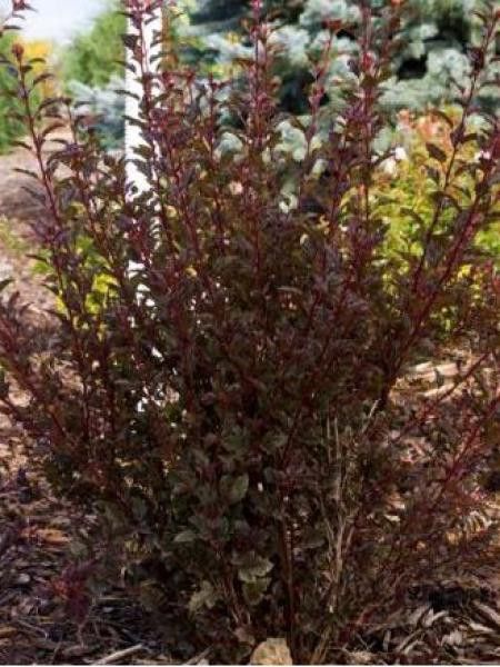 Physocarpe à feuilles d'Obier 'Little Devil'®