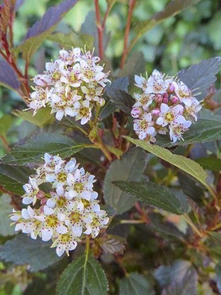 Physocarpe à feuilles d'Obier 'Little Joker'