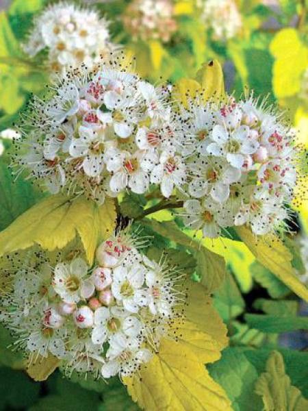 Physocarpe à feuilles d'Obier 'Nugget'