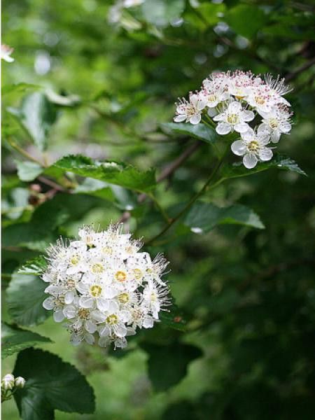 Physocarpus opulifolius 