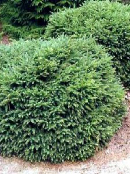 Picea abies 'Nidiformis'