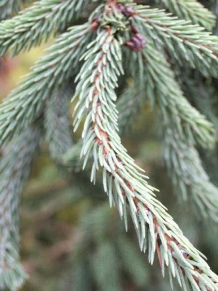 Picea balfouriana 