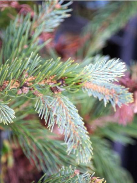 Picea engelmannii 'Glauca'