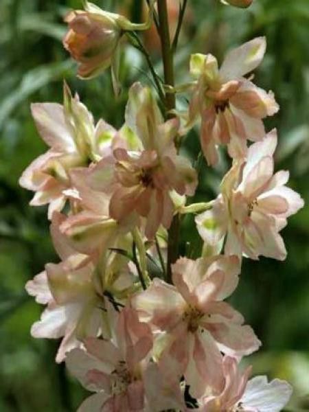 Pied d'Alouette elatum 'Sky Sensation'