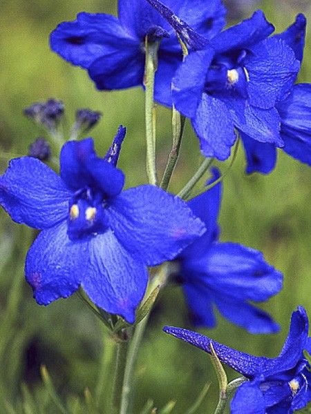 Pied d'alouette vivace de Chine