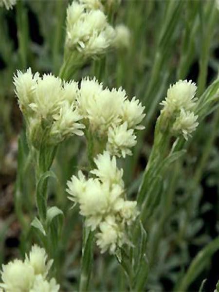Pied de chat, Antennaire dioïque 'Borealis'