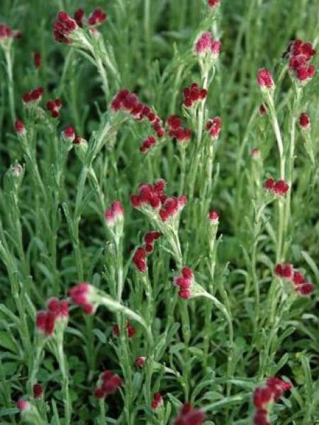 Pied de chat, Antennaire dioïque 'Rubra'