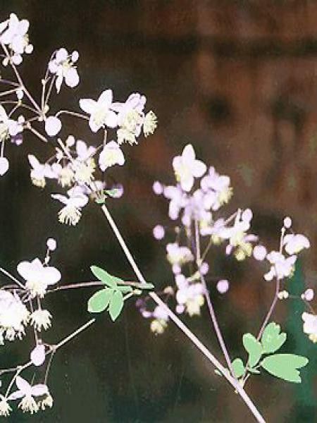 Pigamon de Delavayi 'Album'