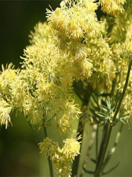 Pigamon jaune 'Glaucum'