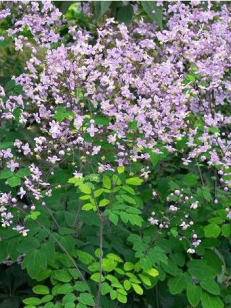 Pigamon rochebrunianum