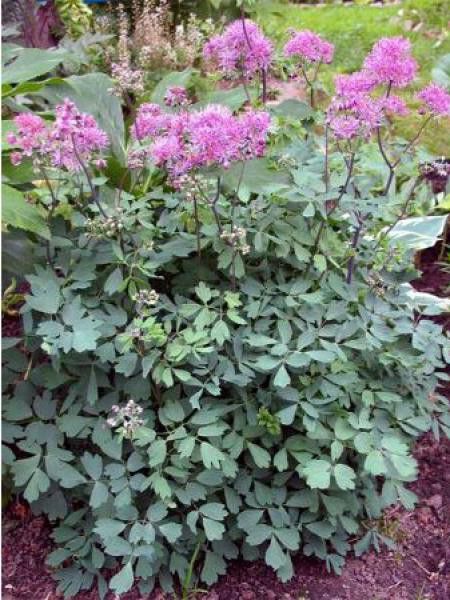 Pigamon 'Thunder Cloud'